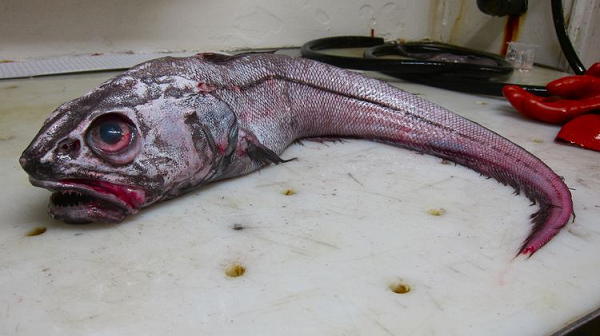 Những sinh vật lỳ lạ như cá đuôi chuột rất ít khi được phát hiện và đánh bắt vì khu vực sinh sống của chúng quá sâu so với khả năng của con người.