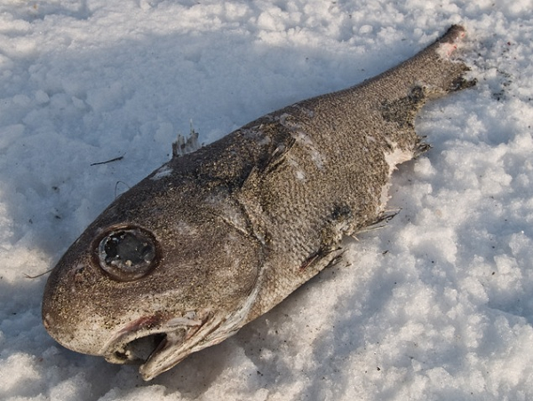 Cá đuôi chuột được xem là vô hại vì thức ăn của chúng chủ yếu là các loài giáp xác như cua và ốc biển.