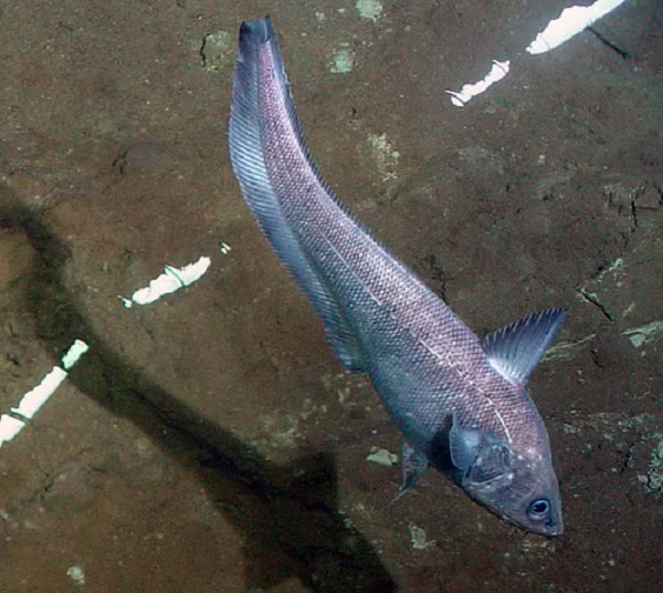 Cận cảnh đôi mắt to trông không cân xứng với thân hình nhỏ bé của loài cá kỳ dị này.