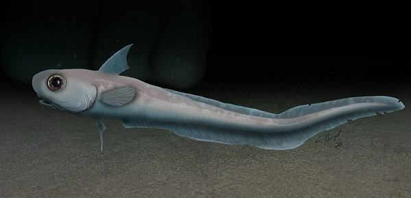 Vì sống ở độ sâu lớn dưới đại dương nên khi bị bắt lên bờ, hầu hết những con cá đuôi chuột sẽ chết do áp suất thay đổi đột ngột.