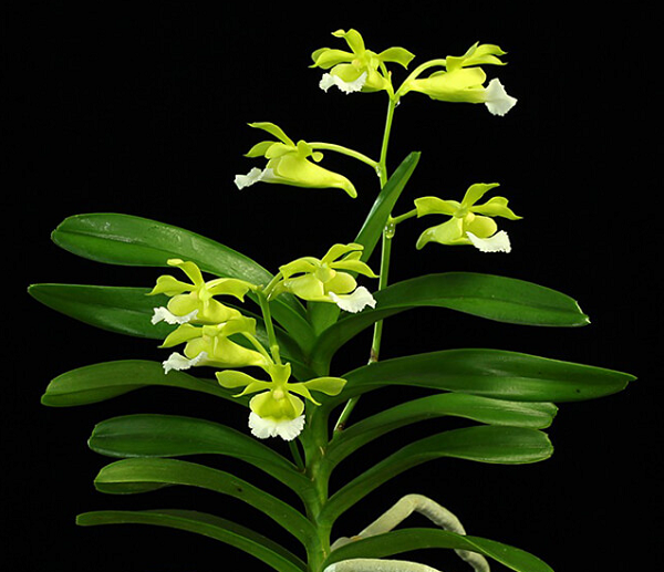 Việt Nam là quốc gia sở hữu rất nhiều loài lan phong phú và đặc hữu, trong đó phải kể đến như lan Cù Lao Minh có tên khoa học là Christensonia Vietnamica có vẻ đẹp thanh khiết và độc đáo.