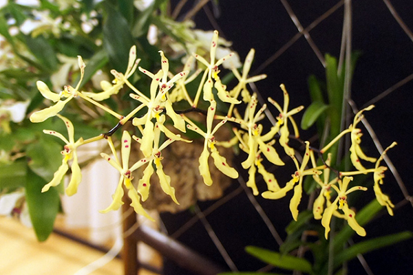 Hoàng Thảo Langbian có tên khoa học là Dendrobium Langbianese mọc chủ yếu ở vùng Langbiang, Đà Lạt. Cây mọc theo bụi nhỏ, hoa có màu vàng xám nhạt, vạch đỏ hay nâu đậm, mép có răng đều.