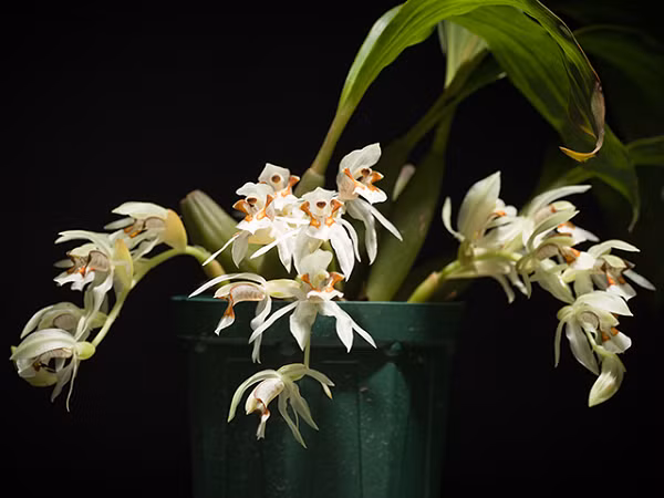 Thanh Đạm Hai Màu có tên khoa học là Coelogyne Dichroantha, là loài lan đặc hữu ở nước ta, có đỉnh mang hai lá, chùm hoa mọc ở đáy củ.