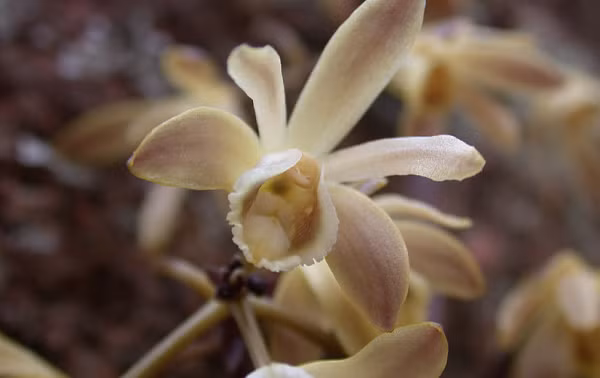 Cụm hoa của lan hoại leo vàng có dạng hình chùy, phát ở đầu nhánh và ở nách vảy, nhẵn. Quả lan thon, hạt có lớp lông dày, cánh rộng bao quanh, giúp phát tán hạt ra xa theo gió.