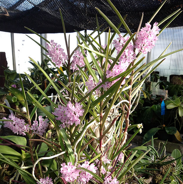 Lan Hoàng Yến có tên khoa học là Ascocentrum Christensonianum, phân bố chủ yếu ở một số tỉnh miền Trung Nam Bộ ở nước ta. Chúng thường mọc hoang ở những cánh rừng nóng ẩm.