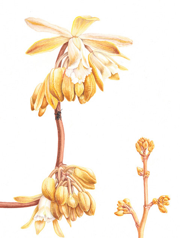 Đây là loại lan có rễ ngầm, thân leo mảnh và phân đốt, nhánh nhiều với lá biến dạng thành vảy.