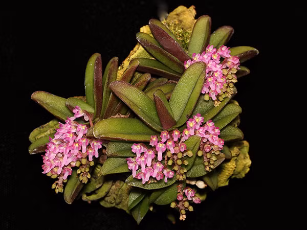 Lan Trứng Bướm Thơm có tên khoa học là Schoenochis Fragrans, dù có kích thước khiêm tốn nhưng vẫn được nhiều người săn lùng vì những chùm hoa tím nhỏ xinh.