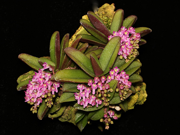 Lan Trứng Bướm Thơm có tên khoa học là Schoenochis Fragrans, dù có kích thước khiêm tốn nhưng vẫn được nhiều người săn lùng vì những chùm hoa tím nhỏ xinh.