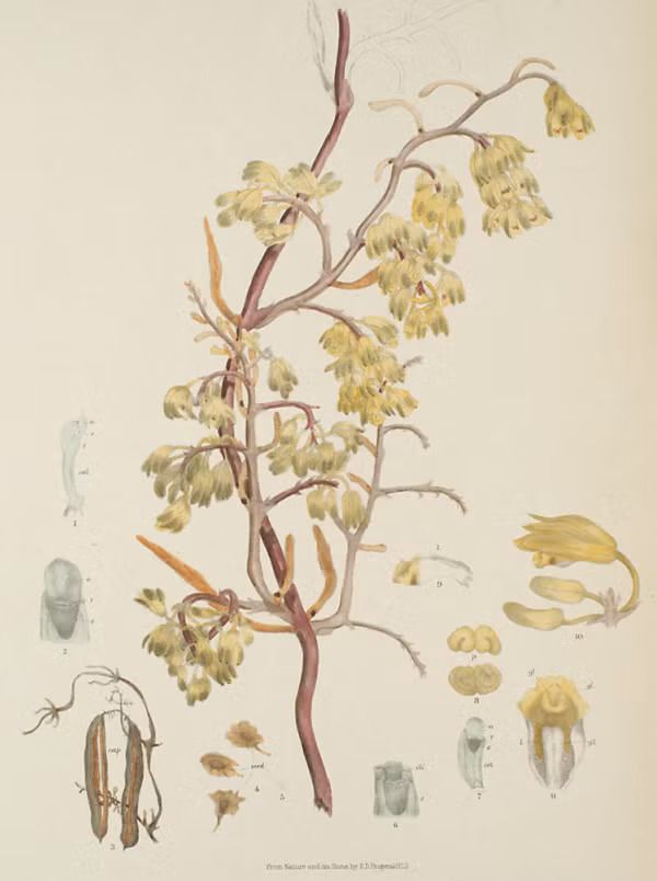 Lan hoại leo vàng có tên khoa học là Erythrorchis ochobiensis (Hayata) Garay, thuộc họ Phong lan (Orchidaceae). (Ảnh minh họa)