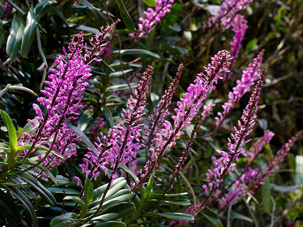 Lan Giáng Thu có tên khoa học là Aerides Rubescens, là loài hiếm đặc hữu của nước ta. Hoa nở vào mùa thu, thường mọc thành chùm hướng lên trời.