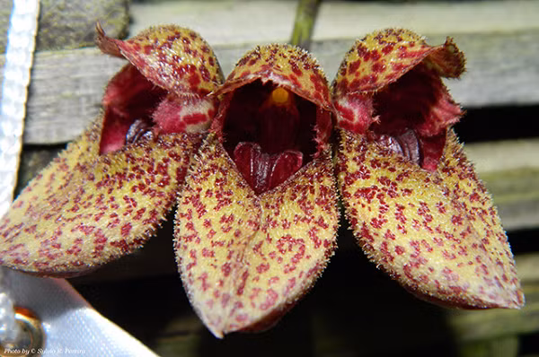 Lan Lọng Giày có tên khoa học là Bulbophyllum Frostii. Được biết đến là loài lan có ngoại hình vô cùng độc đáo và hiếm có, giống y như chiếc giày màu vàng chấm đỏ đẹp mắt.