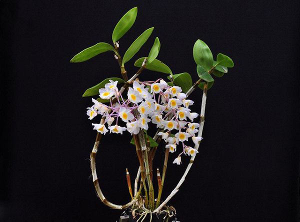 Lan Thủy Tiên Hường có tên khoa học là Dendrodium Amabile, phân bố khắp cả nước với nhiều dạng thân lá và mặt hoa biến thiên khác nhau.