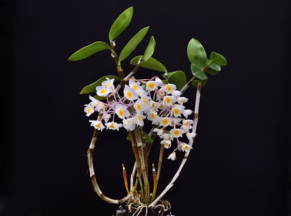 Lan Thủy Tiên Hường có tên khoa học là Dendrodium Amabile, phân bố khắp cả nước với nhiều dạng thân lá và mặt hoa biến thiên khác nhau.