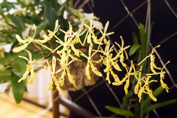 Hoàng Thảo Langbian có tên khoa học là Dendrobium Langbianese mọc chủ yếu ở vùng Langbiang, Đà Lạt. Cây mọc theo bụi nhỏ, hoa có màu vàng xám nhạt, vạch đỏ hay nâu đậm, mép có răng đều.