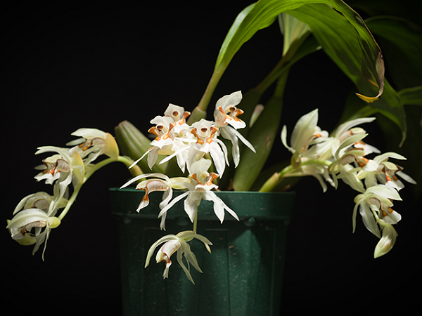 Thanh Đạm Hai Màu có tên khoa học là Coelogyne Dichroantha, là loài lan đặc hữu ở nước ta, có đỉnh mang hai lá, chùm hoa mọc ở đáy củ.