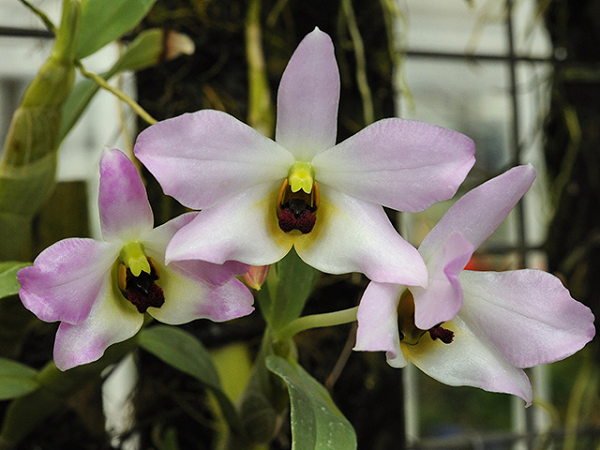 Lan Hoàng Thảo Trần Tuấn có tên khoa học là Dendrobium Trantuanii, hoa lấy tên theo người đã tìm ra chúng. Hoa thường nở vào mùa xuân với màu tím hồng vô cùng đẹp.