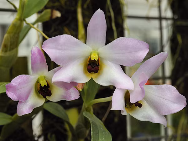 Lan Hoàng Thảo Trần Tuấn có tên khoa học là Dendrobium Trantuanii, hoa lấy tên theo người đã tìm ra chúng. Hoa thường nở vào mùa xuân với màu tím hồng vô cùng đẹp.