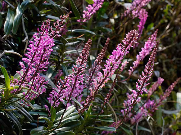 Lan Giáng Thu có tên khoa học là Aerides Rubescens, là loài hiếm đặc hữu của nước ta. Hoa nở vào mùa thu, thường mọc thành chùm hướng lên trời.