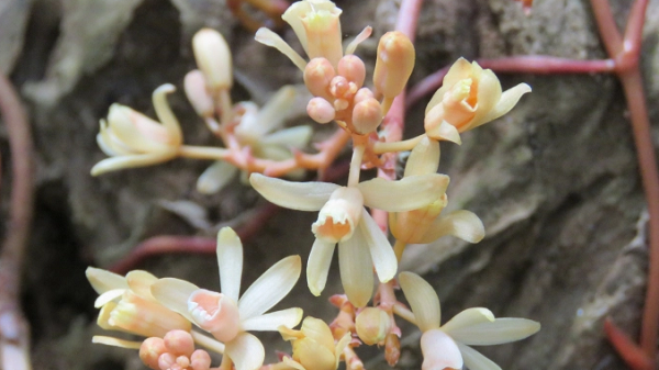 Các nhà nghiên cứu thuộc Viện Nghiên cứu Khoa học miền Trung (MISR) và Chi cục Kiểm lâm tỉnh Quảng Trị đã phát hiện ra loài lan quý hiếm, có tên tiếng Việt là lan hoại leo vàng tại khu rừng Rú Lịnh, huyện Vĩnh Linh, Quảng Trị.