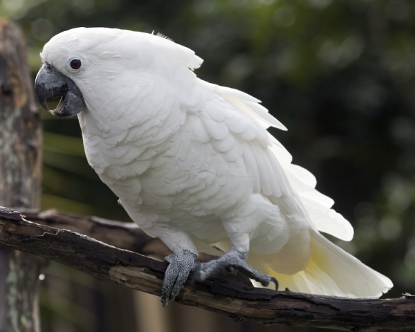 Chuyên gia tại Đại học Nam Australia cho biết: "Chúng tôi đã tạo ra môi trường sống tốt hơn cho những con vẹt và chúng đã kéo đến như dự kiến". Đó là những bãi cỏ rộng rãi ở vùng Nowra với nhiều cây cao bao xung quanh, nguồn nước dễ tiếp cận.