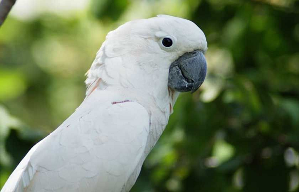 Đặc biệt, trong một nghiên cứu của các nhà khoa học đến từ ĐH Thú y ở Vienna và ĐH Oxford, loài vẹt mào còn biết tạo ra công cụ từ vật dụng quen thuộc để lấy thức ăn ngoài tầm với.