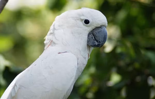 Đặc biệt, trong một nghiên cứu của các nhà khoa học đến từ ĐH Thú y ở Vienna và ĐH Oxford, loài vẹt mào còn biết tạo ra công cụ từ vật dụng quen thuộc để lấy thức ăn ngoài tầm với.