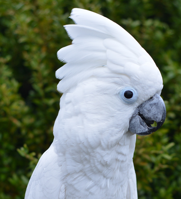 Một người dân địa phương Nowra cho biết: "Những con vẹt lông trắng được cho là loài gây hại, chúng tàn phá rất nhiều cây cối trong khu vực. Tôi nhiều lần phải quét sạch lông của chúng rơi khắp mọi nơi".
