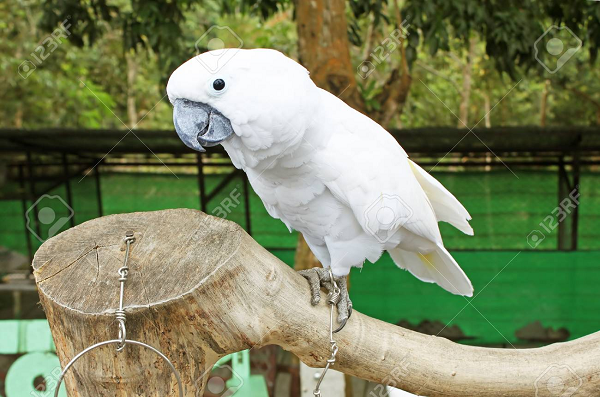 Các chuyên gia phát hiện khi bị nhốt ở trong lồng, chúng đã nảy ra ý tưởng tước xé một mảnh gỗ từ tấm lót chuồng để sử dụng như một que khều thức ăn.