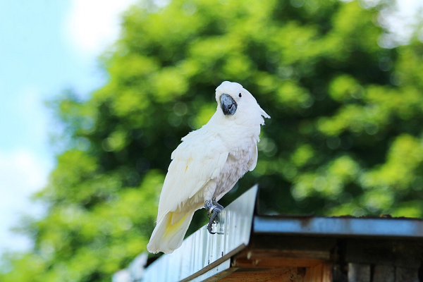Tuy nhiên, điểm đặc biệt hơn nữa đó là dù thay bằng những vật liệu khác nhau như khối gỗ, cành cây sồi, tấm bìa carton... thì kết quả vẫn không hề thay đổi. Duy chỉ có ở thí nghiệm sử dụng cục sáp ong thì vẹt đành chào thua.