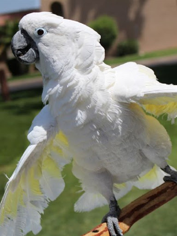 Vẹt được mệnh danh là loài chim vô cùng thông minh, chúng khá hoang dã, không dễ thuần hóa như chó hay mèo, tuy nhiên có thể sống rất lâu, từ 20 – 80 năm tùy từng loại.