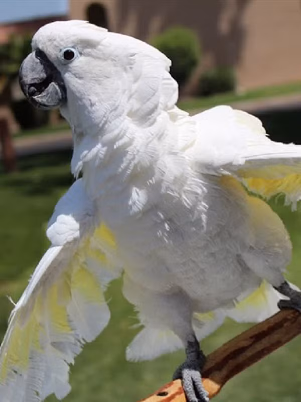 Vẹt được mệnh danh là loài chim vô cùng thông minh, chúng khá hoang dã, không dễ thuần hóa như chó hay mèo, tuy nhiên có thể sống rất lâu, từ 20 – 80 năm tùy từng loại.