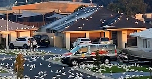 Vẹt xuất hiện tràn lan khắp đường phố, các cột đèn, mái nhà,... đến những thùng rác cũng trở nên lộn xộn vì bị chúng bới tung tìm thức ăn.