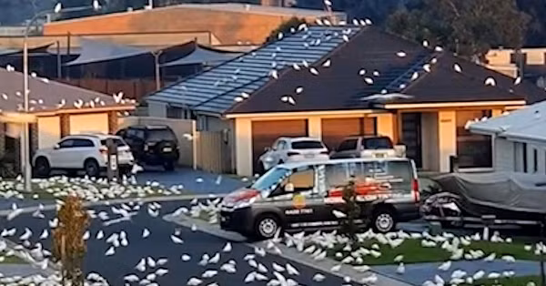 Vẹt xuất hiện tràn lan khắp đường phố, các cột đèn, mái nhà,... đến những thùng rác cũng trở nên lộn xộn vì bị chúng bới tung tìm thức ăn.