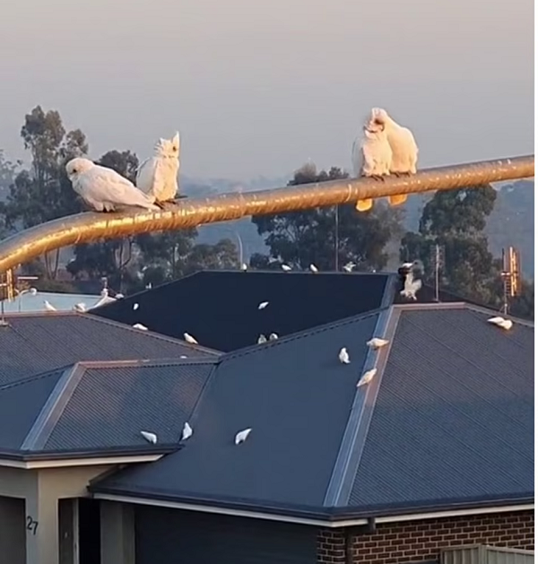 Vẹt lông trắng chiếm đóng Nowra trong một khoảng thời gian dài. Trên thực tế, các chuyên gia đã cảnh báo về việc này trong nhiều năm.