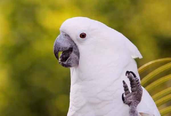 Những con chim này rất thông minh, chúng có "trí tuệ", giống như một đứa trẻ khoảng 2 tuổi vì vậy chúng nhanh chóng phát hiện và di chuyển đến sinh sống ở vùng ấm cúng nhân tạo thay vì vùng hoang dã khô cằn ở New South Wales.