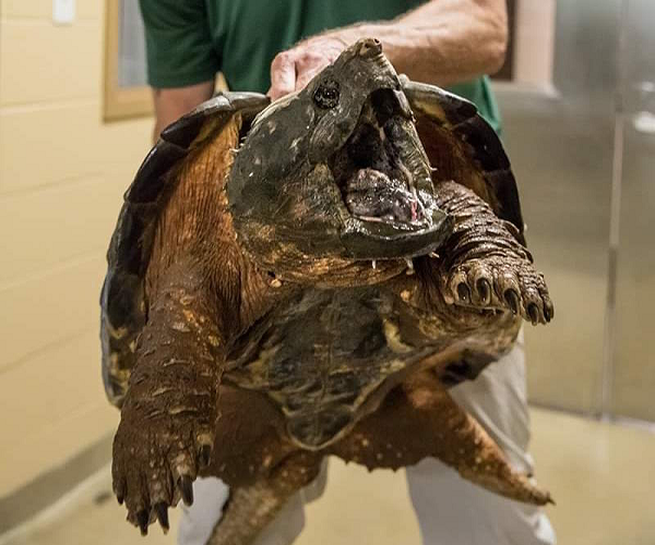 Nhờ khả năng cắn nát bất cứ thứ gì, rùa cá sấu cũng trở thành loài ăn tạp. Chúng có thể nhai ngấu nghiến các loài động vật dưới nước khác như cá, rắn, chim nước, thậm chí là cây thủy sinh chúng cũng không bỏ qua.