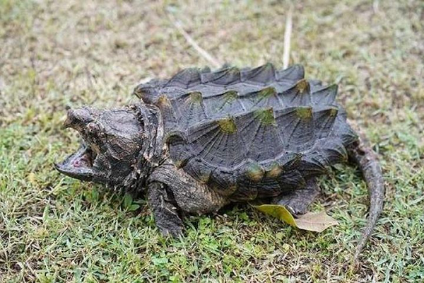 Loài rùa này ưa thích những vùng nước ngọt, đặc biệt là sông ngòi, kênh rạch chảy qua rừng rậm. Khối lượng rùa cá sấu thường rất lớn, có khi lên đến hơn 100kg. Trong đó, chiếc mai chiếm 70% tổng cân nặng của rùa, dài khoảng 60-80cm. Rùa đực thường lớn hơn rùa cái.