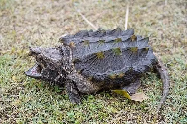 Loài rùa này ưa thích những vùng nước ngọt, đặc biệt là sông ngòi, kênh rạch chảy qua rừng rậm. Khối lượng rùa cá sấu thường rất lớn, có khi lên đến hơn 100kg. Trong đó, chiếc mai chiếm 70% tổng cân nặng của rùa, dài khoảng 60-80cm. Rùa đực thường lớn hơn rùa cái.