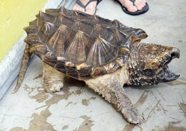 Qua kiểm tra, Chi cục Thủy sản Bình Định xác nhận đây là rùa cá sấu hay còn gọi là rùa ngoạm (Macrochelys temminckii), là một trong những loài rùa nước ngọt lớn nhất thế giới.