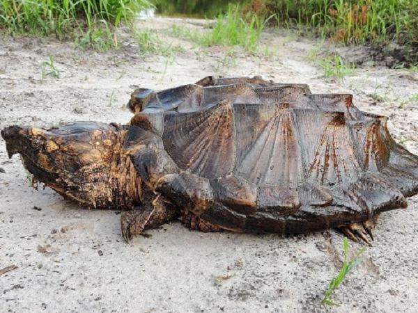 Một trong những "vũ khí" đáng sợ và dễ nhìn thấy nhất của rùa cá sấu chính là cặp hàm cực kỳ khỏe, giúp chúng có thể đạt lực cắn gấp khoảng 6 lần những cú cắn của cá mập, và gấp 4 lần cá sấu.