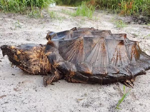 Một trong những "vũ khí" đáng sợ và dễ nhìn thấy nhất của rùa cá sấu chính là cặp hàm cực kỳ khỏe, giúp chúng có thể đạt lực cắn gấp khoảng 6 lần những cú cắn của cá mập, và gấp 4 lần cá sấu.