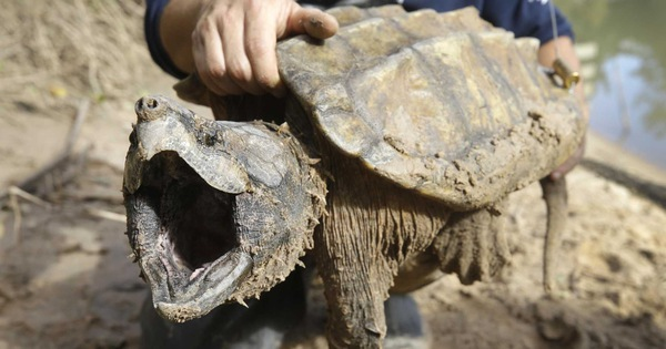 Đầu rùa cá sấu to, hàm khỏe, mai chắc chắn, gai nhọn được chia thành ba hàng. Ngoài tác dụng phòng vệ, bộ gai nhọn còn là nơi chứa các bộ dây thần kinh.