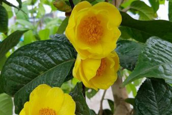 Có ít nhất 5 loài trà hoa vàng được chứng minh có tác dụng chống oxy hóa, dọn gốc tự do, chống ung thư, hạ mỡ máu, hạ huyết áp và hạ đường huyết.