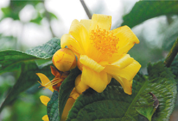 Việt Nam nằm trong trung tâm đa dạng sinh học của các loại trà với khoảng 58 loài Camellia, trong đó, có trên 30 loài có hoa màu vàng, phân bố ở vùng nhiệt đới có độ cao từ 500 mét trở xuống.