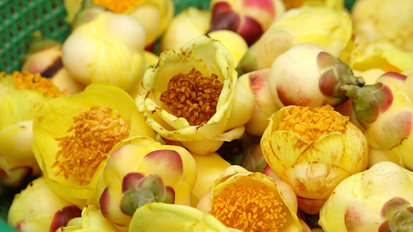 Theo những nghiên cứu, các hợp chất polyphenol, polysaccharide trong trà có tác dụng giảm cholesterol máu, ngăn đề phòng sự tổng hợp những acid béo trong cơ thể. Từ đó hỗ trợ ổn định huyết áp, cải thiện tuần hoàn máu, chống huyết khối, ngăn phòng ngừa các bệnh về tim mạch.