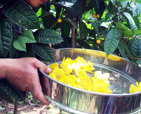 Được biết, cây trà hoa vàng gồm các loài thuộc họ chè, chi Camelia có hoa màu vàng. Chúng hầu như chỉ được phát hiện tại Việt Nam, Trung Quốc, Đông Bắc Mỹ…. Ở nước ta, loài dược liệu quý này chủ yếu phân bố tại Tây Nguyên và một số tỉnh miền núi phía Bắc.