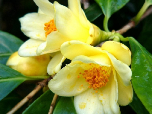 Đặc biệt, hoạt chất EGCG trong trà hoa vàng được chứng minh có tác dụng mạnh gấp 200 lần so với vitamin E, hiệu quả gần 90% trong việc giảm thiểu sạm da.