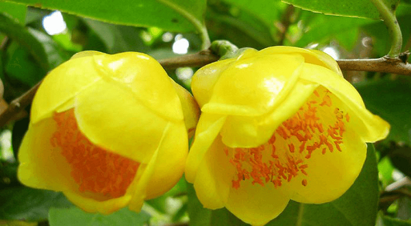 Trà hoa vàng có nhiều giá trị để sử dụng như lấy gỗ, có thể làm cây trồng tầng dưới ở các đai rừng phòng hộ, trồng làm cây cảnh và làm đồ uống cao cấp, có tác dụng phòng và chống các bệnh huyết áp, tim mạch, tiểu đường, u bướu.