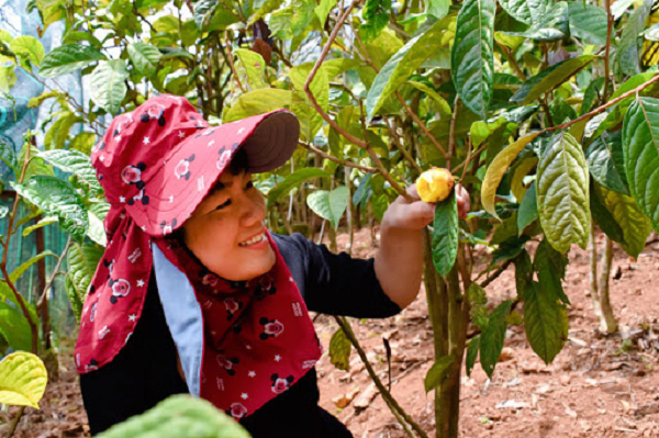 Sau khi được trồng trong trang trại trên cao nguyên Lâm Đồng ở độ cao 1.100m vào năm 2019, đến nay những cây trà hoa vàng tại vườn quốc gia Cát Tiên đã bén rễ, đâm chồi và một số cây chớm nở lứa hoa vàng rực rỡ đầu tiên.