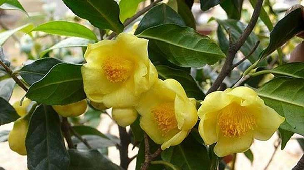 Loài trà hoa vàng này rất đặc trưng, chúng chỉ phù hợp với những khu vực đồi núi, không ưa ánh sáng chiếu trực tiếp. Do vậy chỉ phát triển tốt khi được trồng dưới các cây gỗ lớn với thổ nhưỡng giống môi trường tự nhiên.